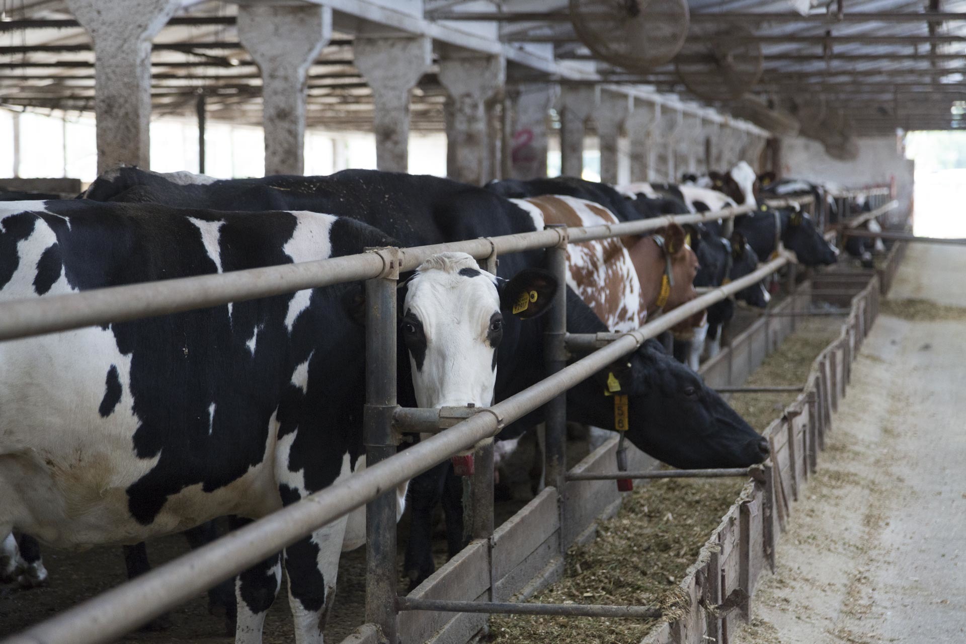 PD Čečejovce Sells Quality Meat from Its Own Production